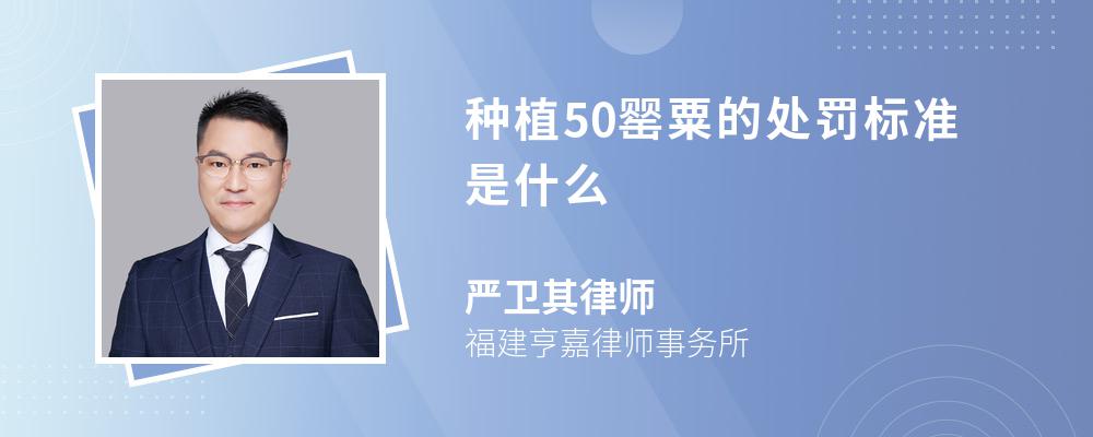 种植50罂粟的处罚标准是什么